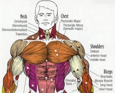 Bench press muscles used diagram