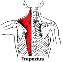 What's The Best Way To Build Your Traps And Forearms?