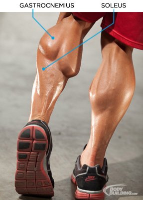 GoFlex Gym - On the back of the lower leg, the calf muscle is made