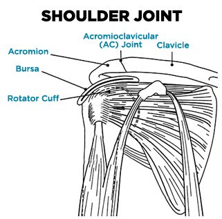 The Science Of Shoulder Training: Shoulder Workouts