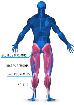 Leg Muscles: Anatomy, Function, and Best Exercises