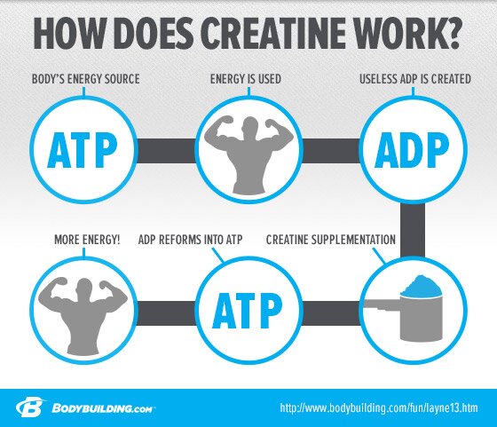 What Does Creatine Do And How Does It Work 2023 