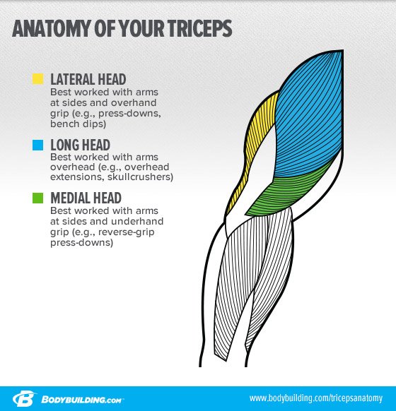 triceps medial head