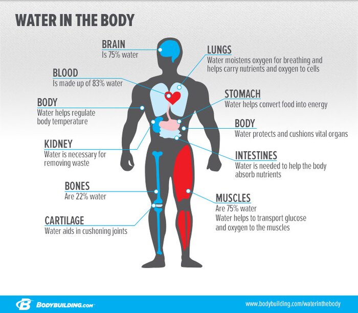 Muscle preservation and proper hydration