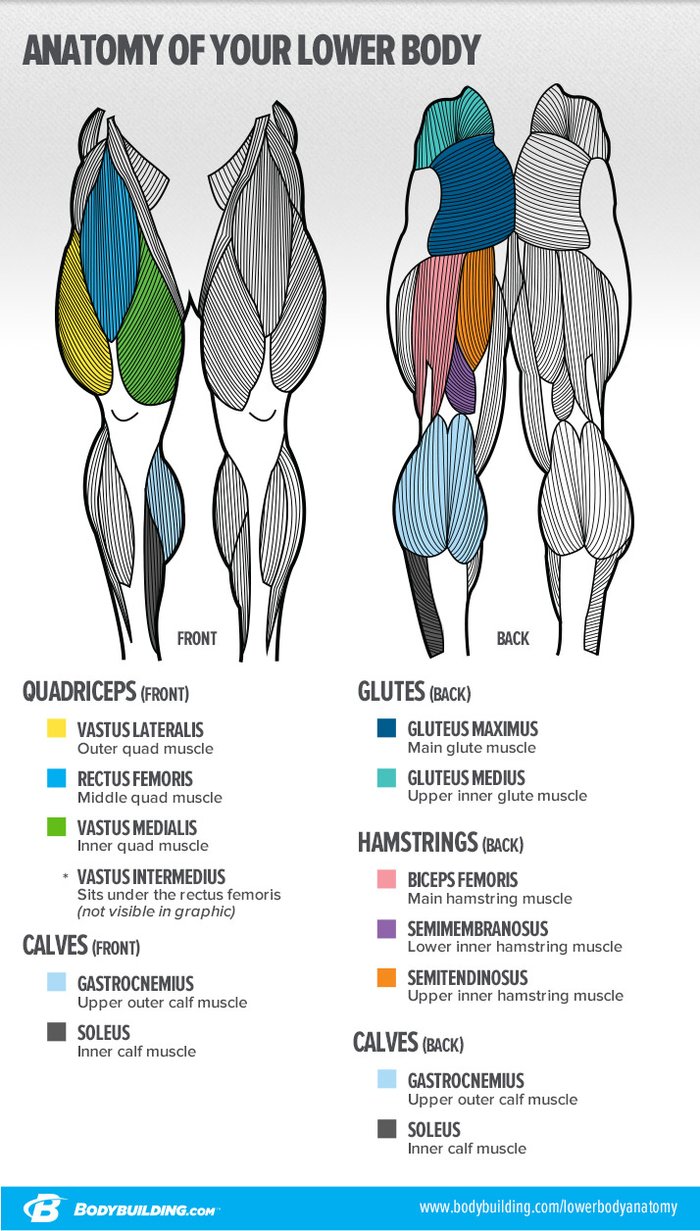 Medial Quad Muscle Exercises