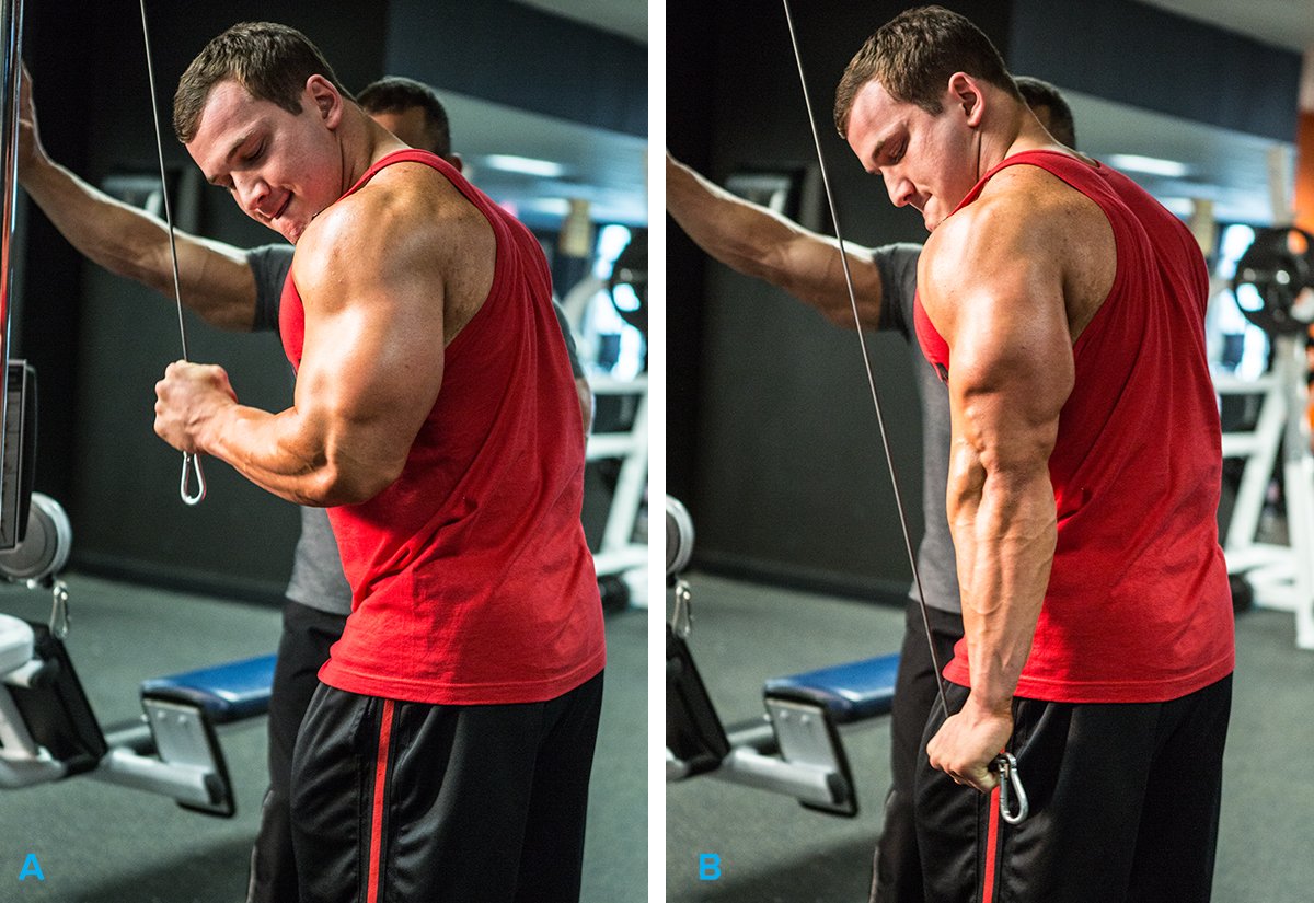 Awesome Arms Workout Arms By Labrada