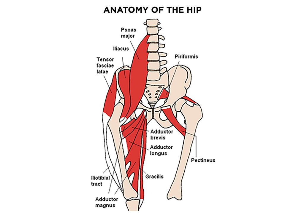 Hip Flexor Anatomy