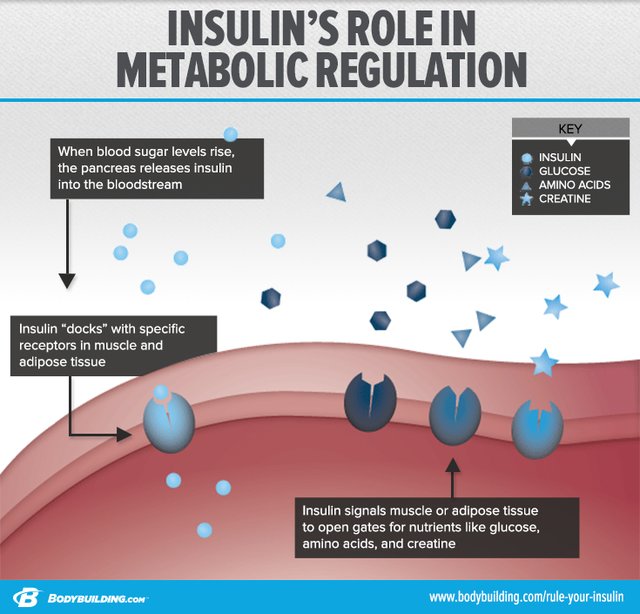 The Muscle Building Messenger Your Complete Guide To Insulin