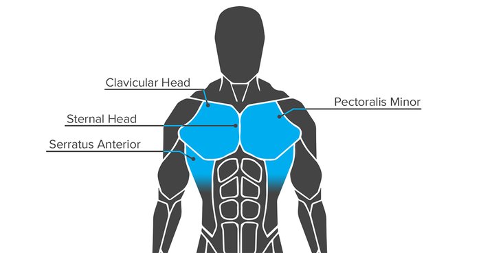 https://www.bodybuilding.com/images/2017/december/built-by-science-article-graphics-chest-1-700xh.jpg