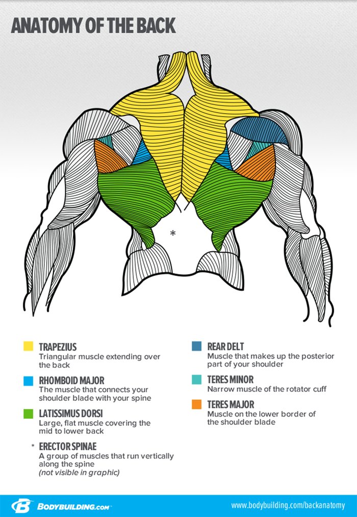The Top Exercises For The back muscles, Project NEXT