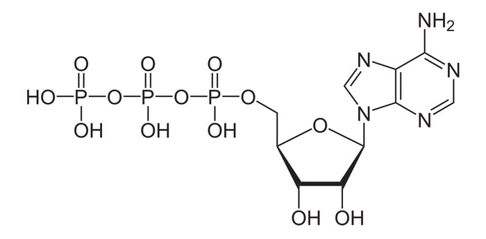 What Is ATP?