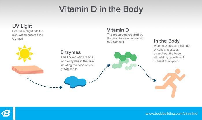 Your Expert Guide To Vitamin D