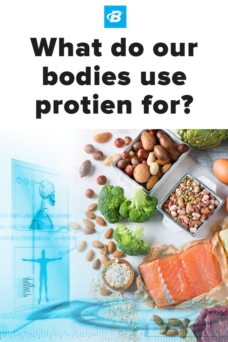 What Do Our Bodies Use Protein For?