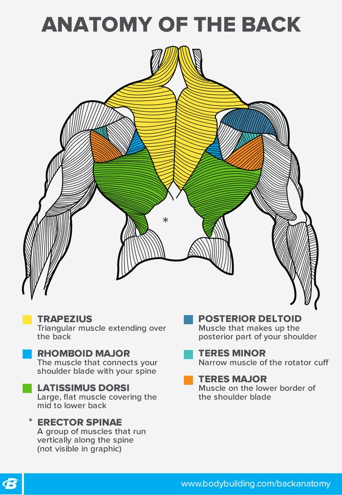 Back Workouts for Women: 4 Ways to Build Your Back by ...
